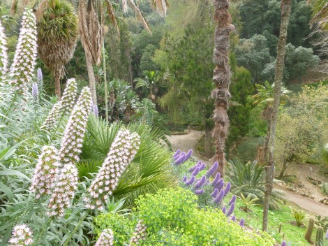 South African garden