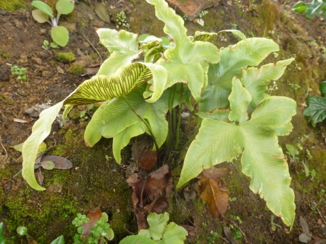 Ivy fern Asplenium hemionitis, Sintra